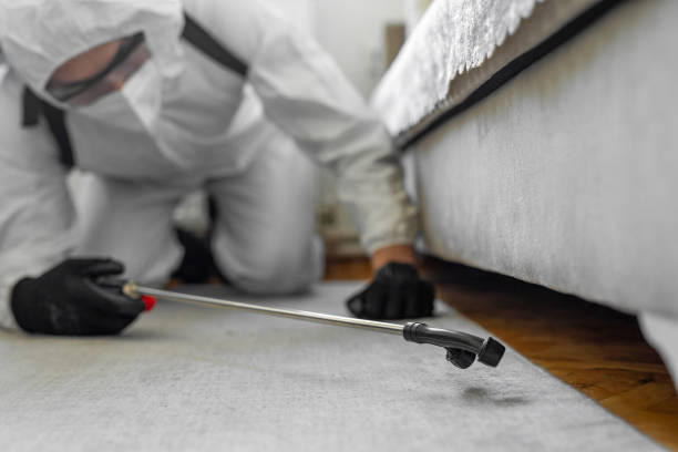 Professional Bed Bug Control technician working in Stephens City, VA